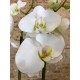 Orquídea Phalaenopsis Blanca con maceta incluida
