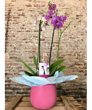 Orquídea Azul con maceta Jardinier